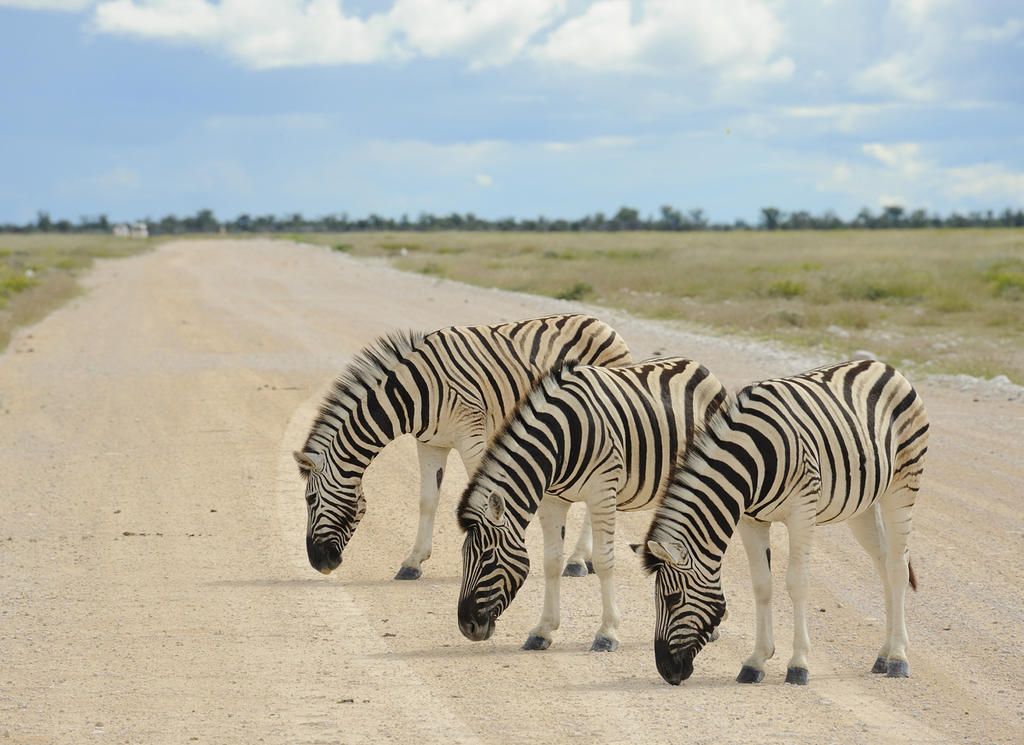 Etosha Village Okaukuejo Eksteriør billede